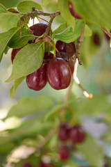 Branch of dogwood tree with many ripe red berries