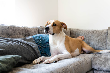 Obraz premium Fawn and White Dog Relaxing on Gray Sofa with Human