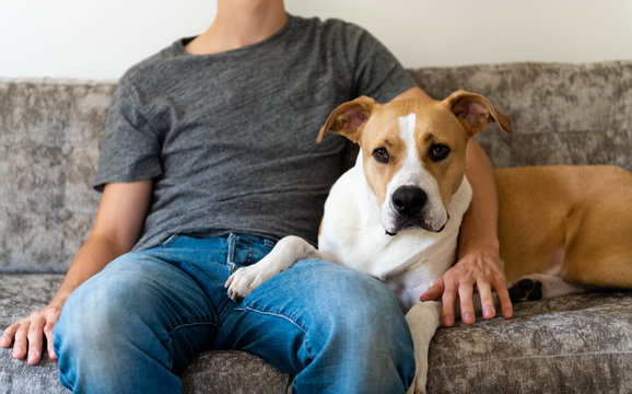 Fawn and White Dog Relaxing on Gray Sofa with Human