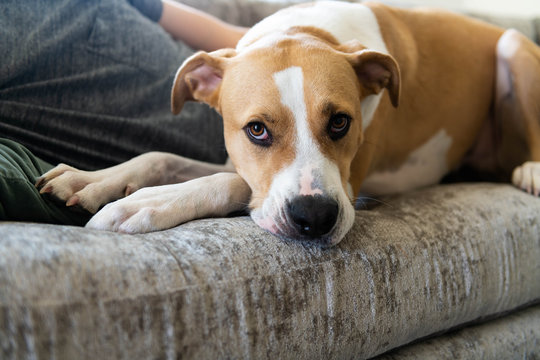 Fawn and White Dog Relaxing on Gray Sofa with Human