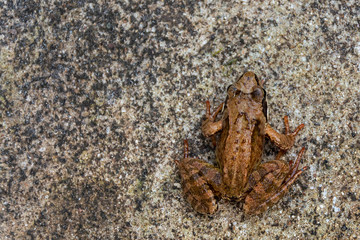 A frog sits on a concrete floor. soft focus. copy space.