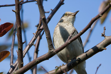 Mocking jay bird looking to the right sitting on tree branch