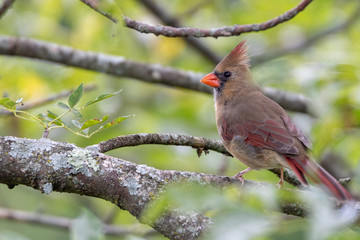 Female northern cardinal sitting on tree branch
