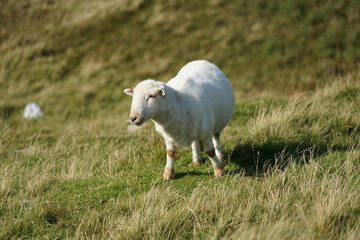 Fototapeta premium Sheep Grazing in a High Mountain Field