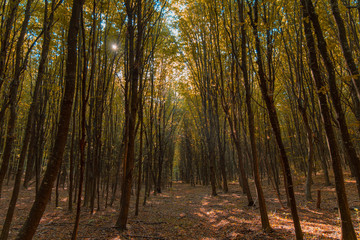 Obraz premium idyllic autumn season golden forest scenery landscape with narrow slightly noticeable alley between trees in morning sun rise time and rays through branches 