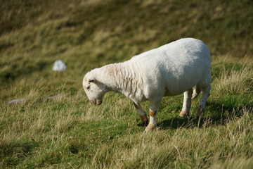Sheep in a Field on the Side of a Mountain