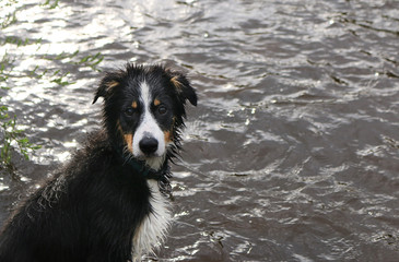 Chien pêcheur