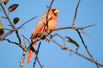 Northern cardinal male sitting on tree branch