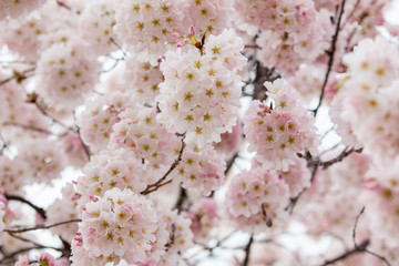 cherry blossoms in full bloom spring washington dc tidal basin