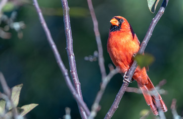 Northern cardinal male sitting on tree branch