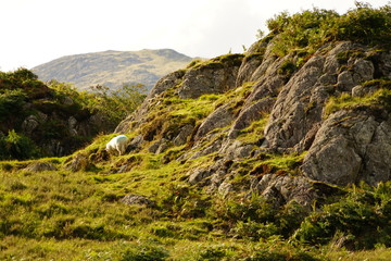 Sheep in a Field on the Side of a Mountain