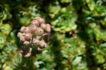 Flower buds of the Houseleek flower.