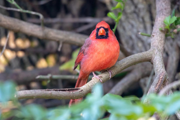 Northern cardinal male sitting on tree branch facing camera