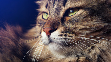 Portrait of gorgeous Siberian cat. King of cats