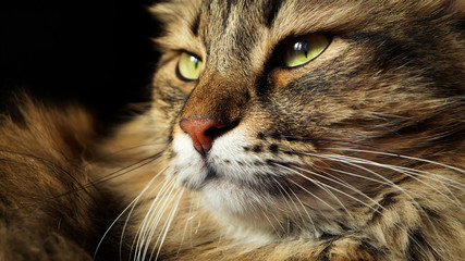 Portrait of gorgeous Siberian cat. King of cats