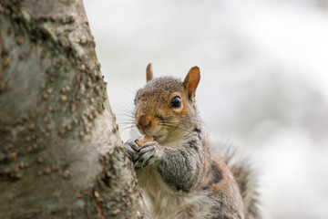 squirrel eating a nut on a cherry tree in washington dc in spring during the cherry blossom festival