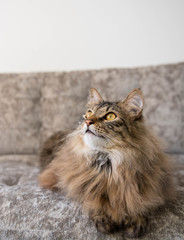 Fluffy Norwegian Forest Cat Relaxing on Gray Sofa