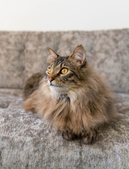 Fluffy Norwegian Forest Cat Relaxing on Gray Sofa