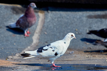 Pigeons close-up on a combined background