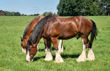 Fototapeta premium Draft horses