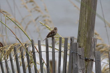 Wild bird sitting on fence