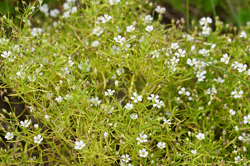 Tiny white flowers of ornamental plant.