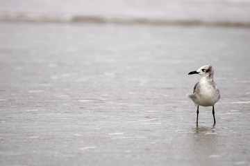 Sea bird walking thru ocean water