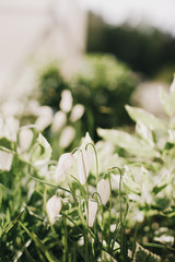 white garden flowers, summer vibes