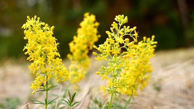 Lady's bedstraw (Galium verum) - moving in low wind on a meadow(blurred background - forest). Moving focus from the front flowers to the back flowers and then back to the front.