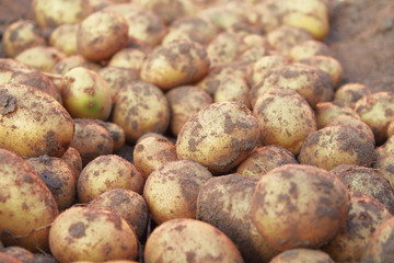 Fresh dug potatoes in a field on a farm. Close-up. Background.