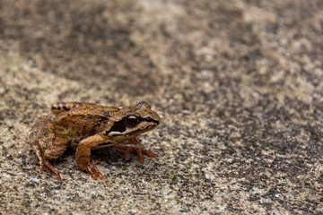 A frog sits on a concrete floor. soft focus. copy space.