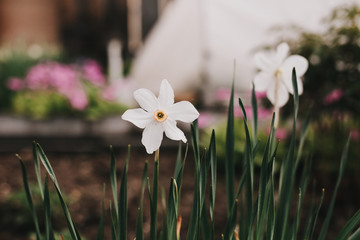 white garden flowers, summer vibes