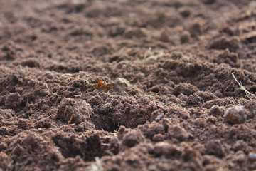 Black soil. Close-up. Background. Texture.