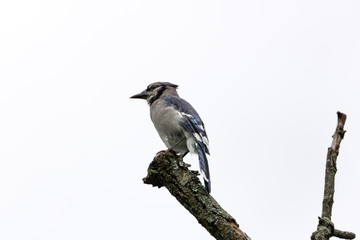 Bluejay bird sitting in tree
