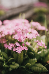 pink garden flowers, summer vibes