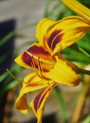 yellow lily flower