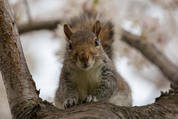 Obraz premium squirrel on a cherry tree in washington dc in spring during the cherry blossom festival