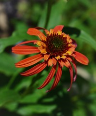 orange flower