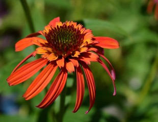 orange flower