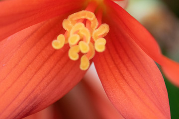 Closeup of orange flower bloom