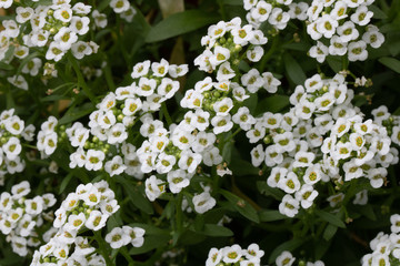 multiple white flower blooms