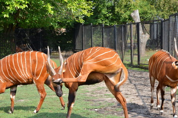 Bongo leśne, antylopa bongo (Tragelaphus eurycerus) © robert6666
