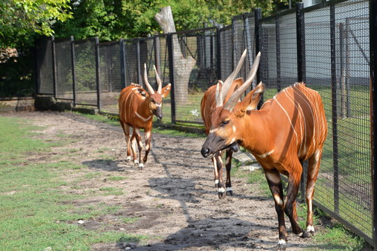 Fototapeta Bongo leśne, antylopa bongo (Tragelaphus eurycerus)