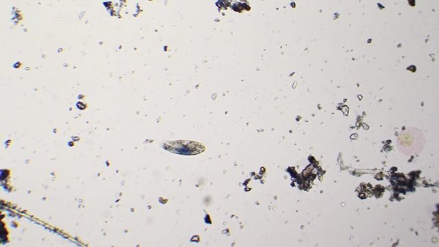 Small paramecium at microscope