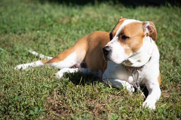 Pit-bull boxer mixed dog bathing in the sun