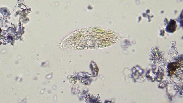 Paramecium at 400x magnification at microscope