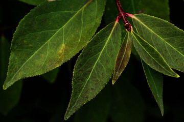 green leaves of a tree