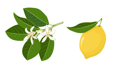 yellow lemon and twig with white blossom