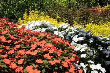 white and red flower blooms