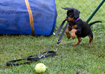 German Pinscher Puppy